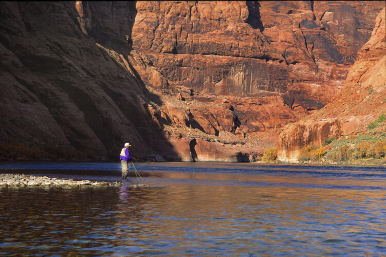 Growing concern for trout and chub on Colorado River